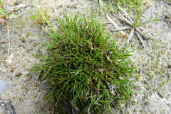 Schoenus maschalinus