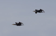 Phalacrocorax carbo