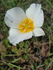 Calochortus ownbeyi