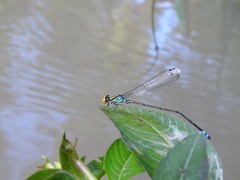 Pseudagrion camerunense