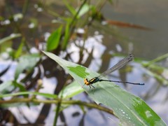 Pseudagrion camerunense