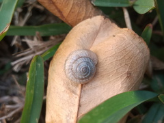 Polygyrinae