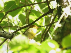 Phylloscopus ruficapilla