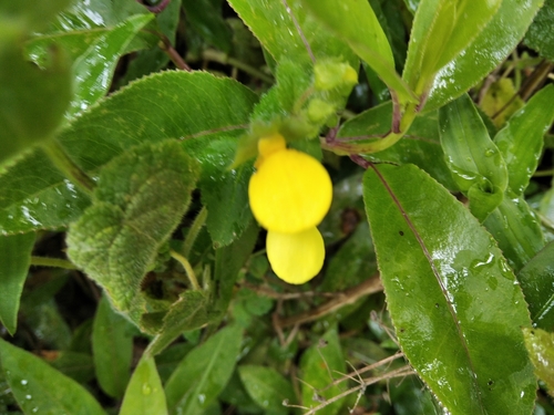 Calceolaria tripartita image