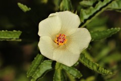 Hibiscus richardsonii