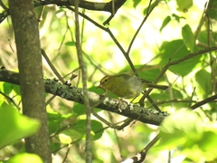 Phylloscopus ruficapilla