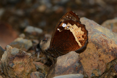Pedaliodes phaeinomorpha