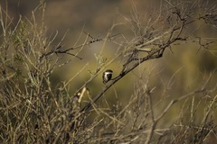 Melaniparus cinerascens