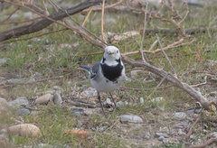 Motacilla alba