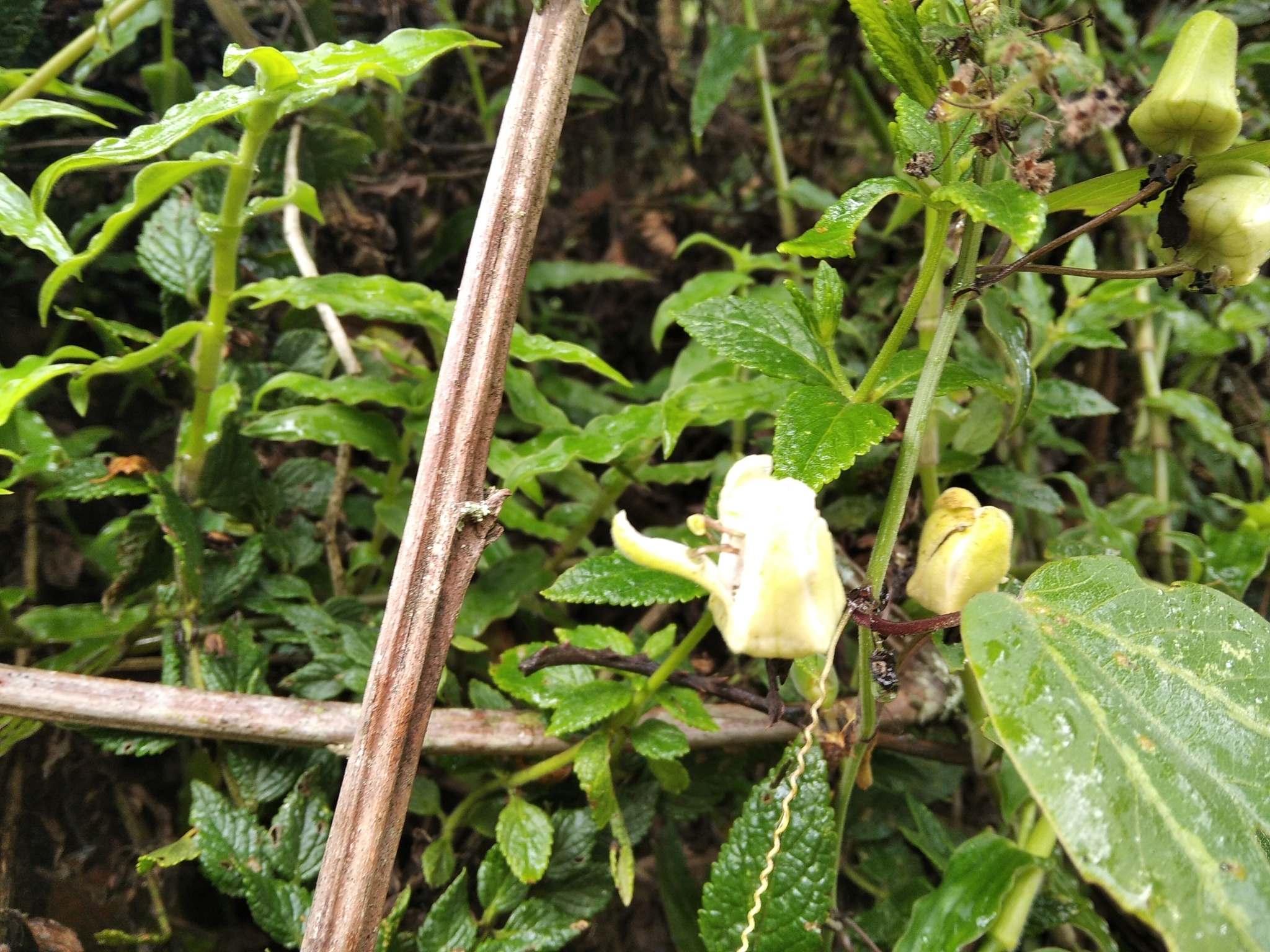 Passiflora indecora image