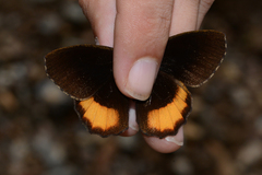 Pedaliodes phaeinomorpha