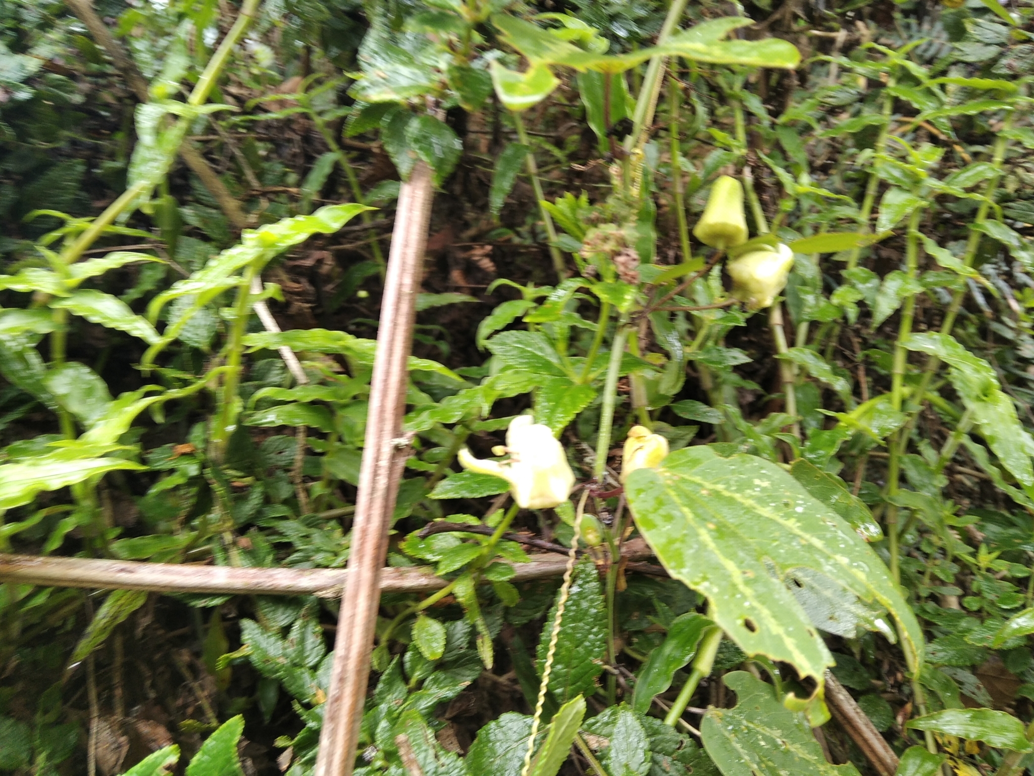 Passiflora indecora image