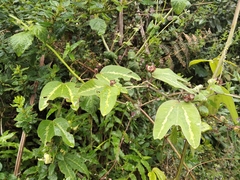 Passiflora indecora