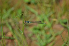 Lestes dryas