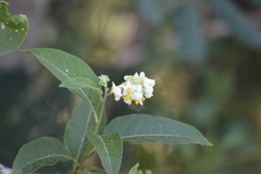 Solanum argentinum