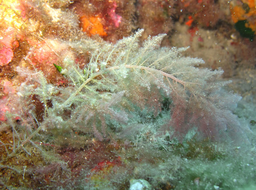 Photo of Invasive Red Seaweed (Asparagopsis taxiformis)