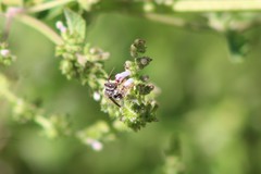 Anthophila