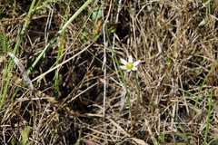 Zephyranthes minima