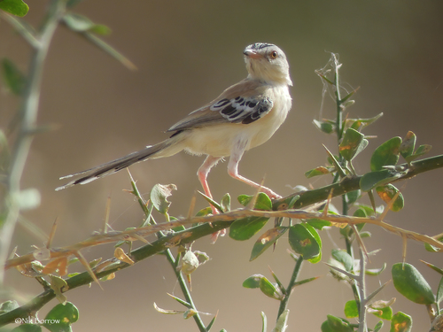 Cricket Longtail