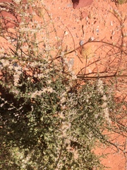 Eriogonum exaltatum