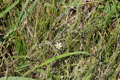 Zephyranthes minima