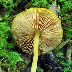 Pluteus admirabilis