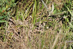 Zephyranthes minima