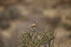 Certhilauda subcoronata