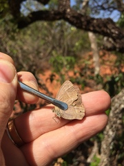 Yphthimoides patricia