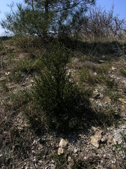 Juniperus foetidissima