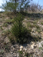 Juniperus foetidissima