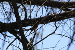 Myiophobus fasciatus