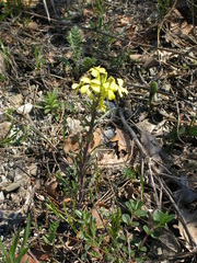 Erysimum callicarpum