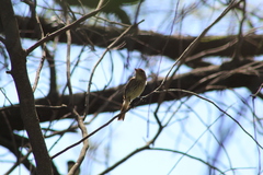 Myiophobus fasciatus