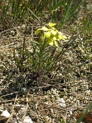 Erysimum callicarpum