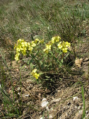 Erysimum callicarpum