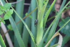 Heilipodus erythropus