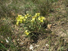 Erysimum callicarpum