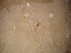 Centruroides vittatus
