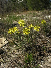 Erysimum callicarpum