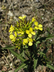 Erysimum callicarpum