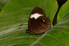 Pedaliodes porima