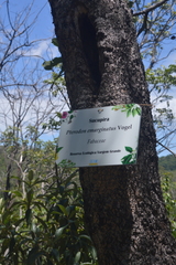 Pterodon emarginatus