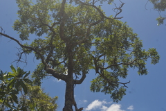 Pterodon emarginatus