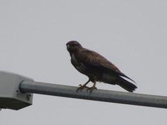 Buteo buteo