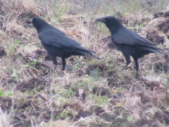 Corvus corone