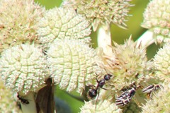 Camponotus