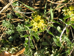 Odontarrhena tortuosa