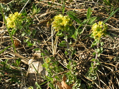 Odontarrhena tortuosa