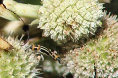 Nicentrus circumcinctus